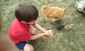 Young chickens and their young chicken keeper.